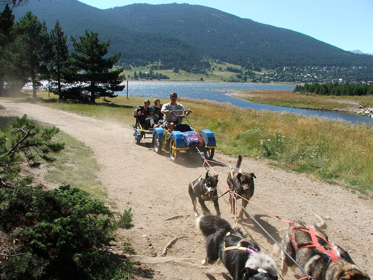 Chiens de traineau